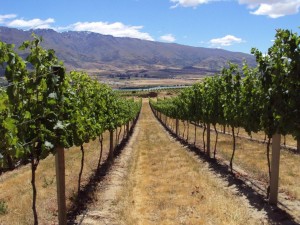 Dress Circle Pinot Gris